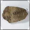 TRILOBITE Fossile - 93 grammes - 50x75 mm - M001 Maroc