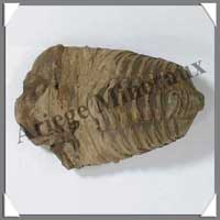 TRILOBITE Fossile - 93 grammes - 50x75 mm - M001