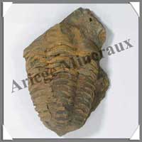 TRILOBITE Fossile - 115 grammes - 50x85 mm - M002