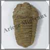 TRILOBITE Fossile - 108 grammes - 50x85 mm - M003 Maroc
