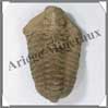 TRILOBITE Fossile - 119 grammes - 55x90 mm - M004 Maroc