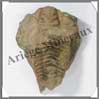 TRILOBITE Fossile - 206 grammes - 65x80 mm - M006 Maroc