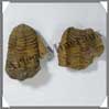 TRILOBITE Fossile - 105 grammes - 40x65 mm - M007 Maroc