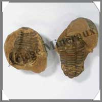 TRILOBITE Fossile - 121 grammes - 50x75 mm - M009