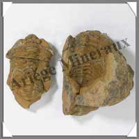 TRILOBITE Fossile - 181 grammes - 35x80 mm - M012