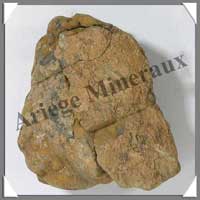 TRILOBITE Fossile - 181 grammes - 35x80 mm - M012