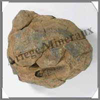 TRILOBITE Fossile - 467 grammes - 65x105 mm - M015