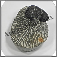 TRILOBITE Fossile sur Gangue - 153 grammes - 40x50x60 mm - M021