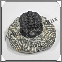 TRILOBITE Fossile sur Gangue - 163 grammes - 18x63x70 mm - M022