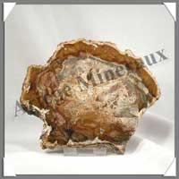 BOIS Fossilisé - CONIFERE - 140x130x10 mm - 270 grammes - M001
