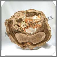 BOIS Fossilis - CONIFERE - 200x170x22 mm - 1380 grammes - M002
