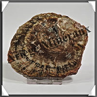 BOIS Fossilis - CONIFERE - 100x85x10 mm - 157 grammes - Y006