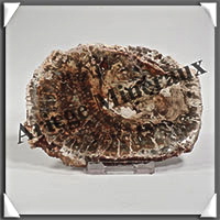 BOIS Fossilis - CONIFERE - 105x80x10 mm - 184 grammes - Y007