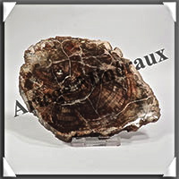BOIS Fossilis - CONIFERE - 125x95x10 mm - 243 grammes - Y008