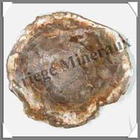 BOIS Fossilis - CONIFERE - 280x260x15 mm - 2200 grammes - R001