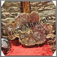 BOIS Fossilis - CONIFERE - 555x410x25 mm - 9600 grammes - R002
