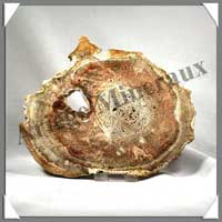 BOIS Fossilis - FOUGERE - 170x140x80 mm - 320 grammes - M008