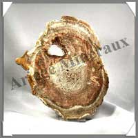 BOIS Fossilis - FOUGERE - 170x140x80 mm - 320 grammes - M008