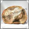 BOIS Fossilisé - FOUGERE - 187x132x90 mm - 430 grammes - M009 Brésil